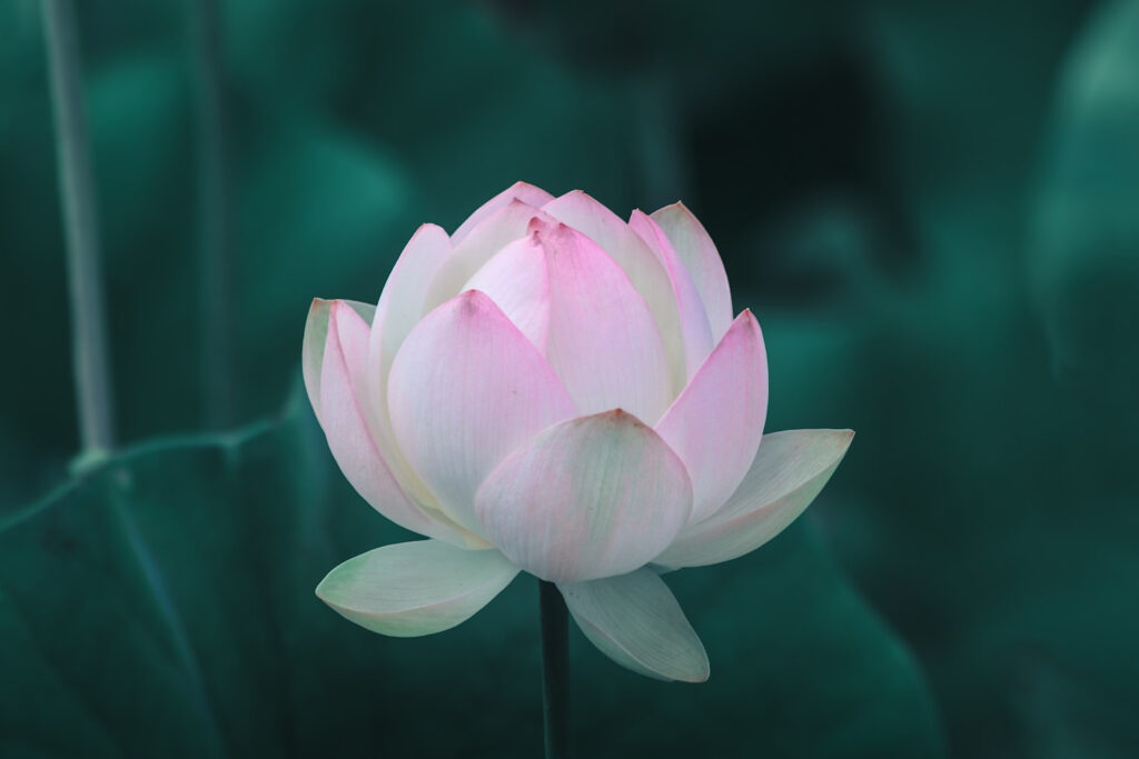 Exploring Life's Illusions Via Yoga